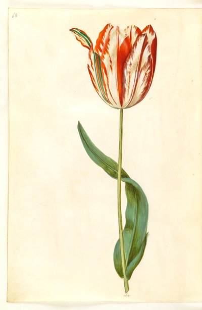 Tulipa gesneriana (have-tulipan) 作： Hans Simon Holtzbecker