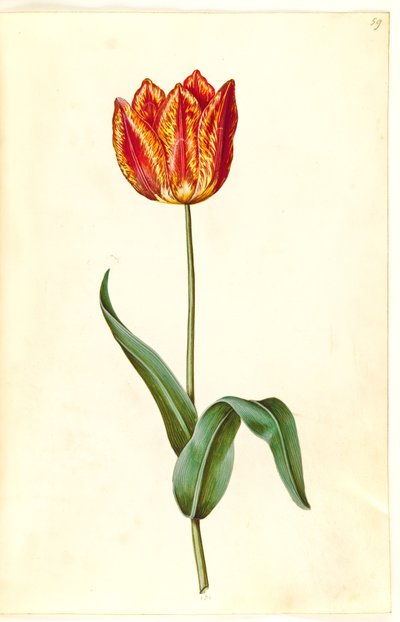 Tulipa gesneriana (have-tulipan) 作： Hans Simon Holtzbecker