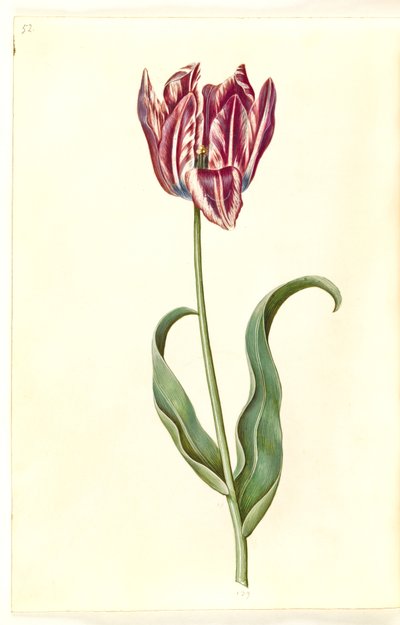 Tulipa gesneriana (have-tulipan) 作： Hans Simon Holtzbecker