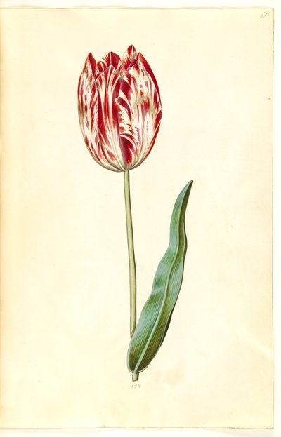 Tulipa gesneriana (have-tulipan) 作： Hans Simon Holtzbecker