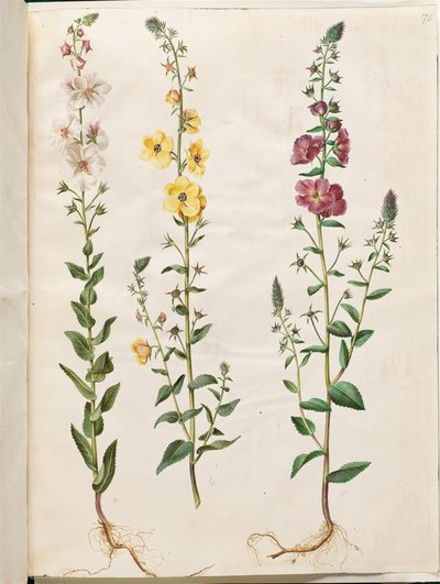 Verbascum blattaria (klase-kongelys); Phoenician verbascum (紫-congelys) 作： Hans Simon Holtzbecker