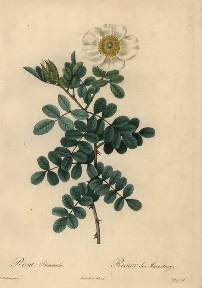 ホワイト・チクソー・ローズ（Rosa bracteata）。 作： Jean Baptiste Chapuy