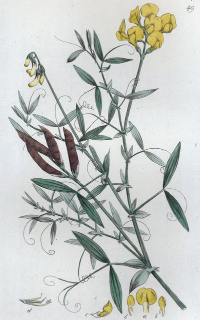 Meadow Vetchling Lathyrus pratensis, 1804-1811 作： Johan Wilhelm Palmstruch