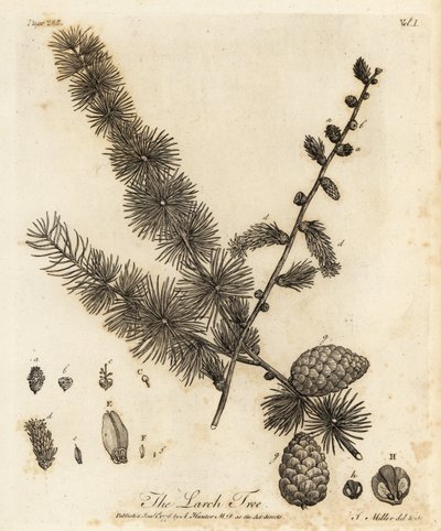 ヨーロッパカラマツ、Larix decidua。 作： Johann Sebastien Muller