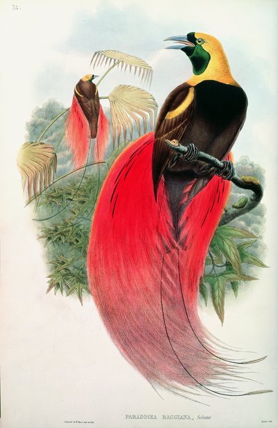 T.ウォルターが彫刻した鳥の楽園 作： John Gould