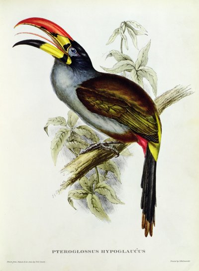 「熱帯の鳥」からのプテログロス・ハイポグラウス 作： John Gould