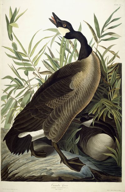 カナダグース、1827-1838年頃 作： John James Audubon