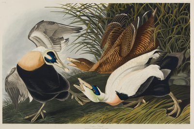 アイダーダック、1835年（紙にトイレ） 作： John James Audubon