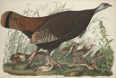 グレートアメリカンヘンアンドヤング、1827年 作： John James Audubon