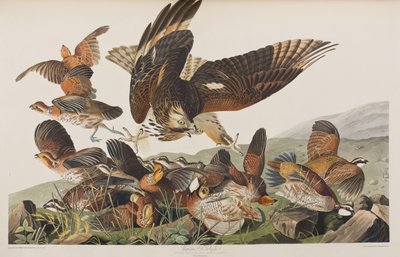 Birds of America」のイラスト 作： John James Audubon