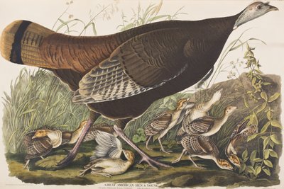 Birds of America」のイラスト 作： John James Audubon