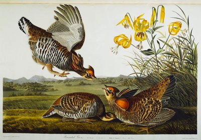 Pinnatedライチョウ。グレータープレーリーチキン 作： John James Audubon