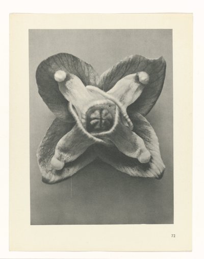 研究を計画する Archetypes of Art (シリーズタイトル) 作： Karl Blossfeldt