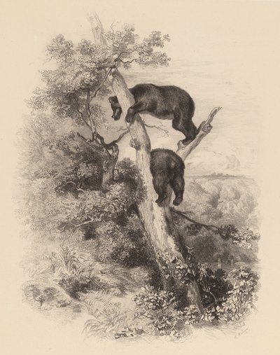 2匹のクマ。 作： Karl Bodmer