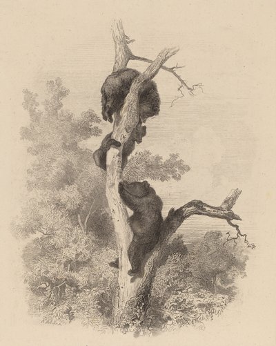 Les Ours The Bears、18581874。 作： Karl Bodmer