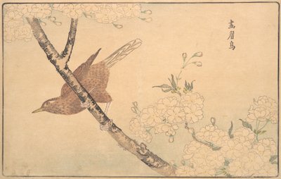 The Gray Thrush, 1789. 作： Kitao Masayoshi