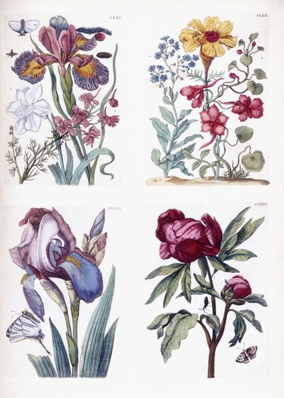 さまざまなヨーロッパの昆虫と花 作： Maria Sibylla Merian