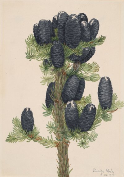 アルパインモミ Abies lasiocarpa, 1918. 作： Mary Vaux Walcott