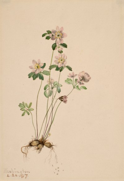 Anemonella Syndesmon thalictroides, 1917. 作： Mary Vaux Walcott