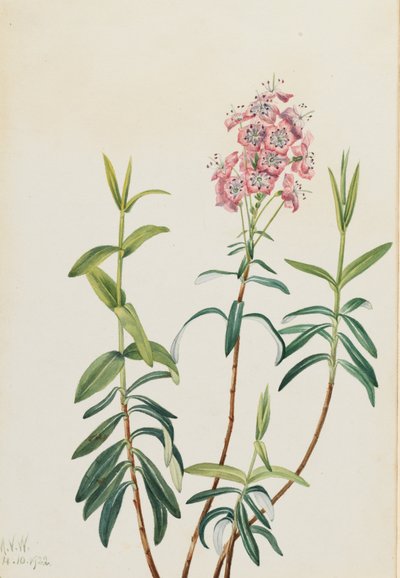 Bog Kalmia Kalmia polifolia, 1922. 作： Mary Vaux Walcott