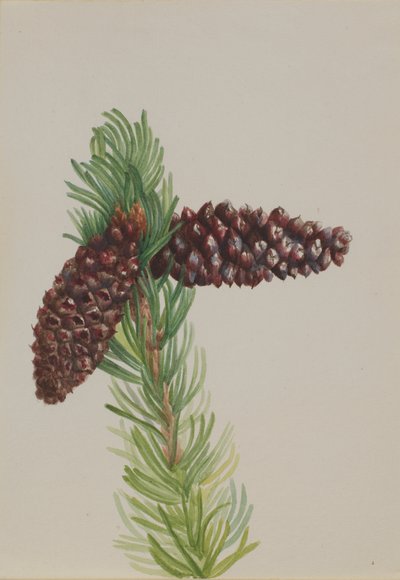 ブリストルコーンパインPinus aristata、1930年代頃。 作： Mary Vaux Walcott