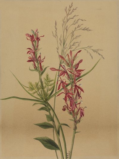 カーディナルフラワー Lobelia cardinalis, 1878. 作： Mary Vaux Walcott