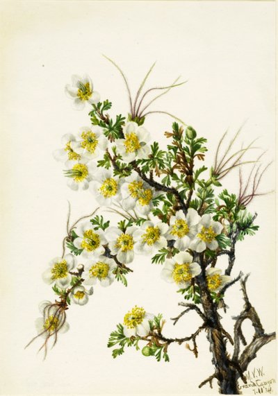 クリフローズCowania stanshuriana, 1934. 作： Mary Vaux Walcott