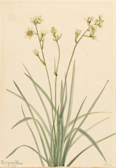 Deathcamas Zygadenus elegans、1917年。 作： Mary Vaux Walcott