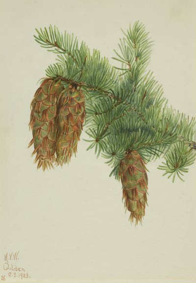 Douglas Fir Pseudotsuga mucronata, 1923. 作： Mary Vaux Walcott