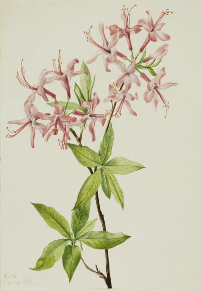 Downy Pinxter Bloom Azalea rosea, 1923. 作： Mary Vaux Walcott