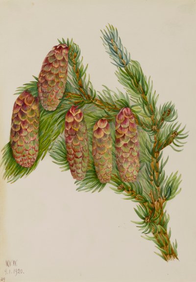 エンゲルマン・スプルース Picea engelmanni, 1920. 作： Mary Vaux Walcott