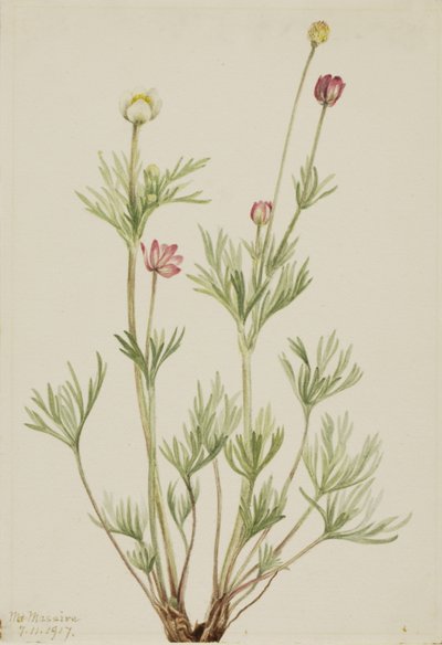 グローブアネモネ Anemone globosa, 1917. 作： Mary Vaux Walcott