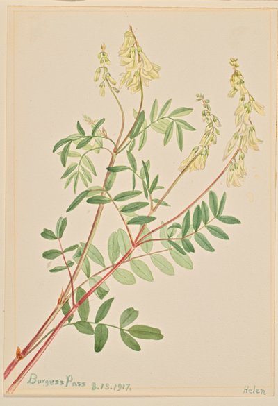 Hedysarum Hedysarum sulphurescens、1917年。 作： Mary Vaux Walcott