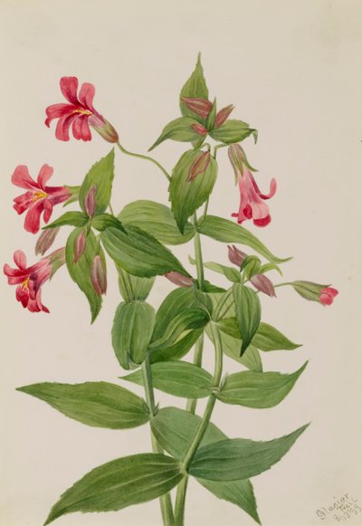 ルイス モンキー フラワー Mimulus lewisii、1899 年。 作： Mary Vaux Walcott