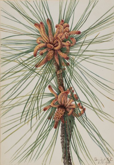 Loblolly Pineus taeda, 1918年。 作： Mary Vaux Walcott