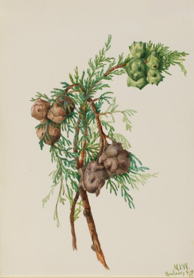 Monterey Cypress Cupressus macrocarpa, 1936. 作： Mary Vaux Walcott