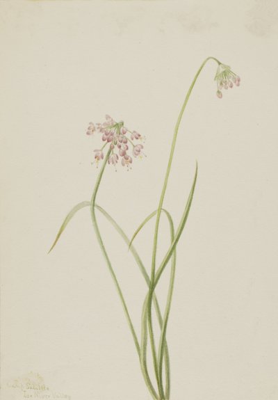 Nodding Onion Allium cernuum, 1901. 作： Mary Vaux Walcott