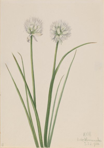 北国のタマネギ Allium sibiricum, 1920. 作： Mary Vaux Walcott