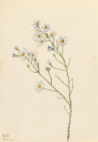 Pineland Aster Aster squarrosus、1922年。 作： Mary Vaux Walcott