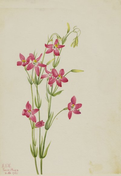 Pink Centaurium Centaurium venustum, 1925. 作： Mary Vaux Walcott