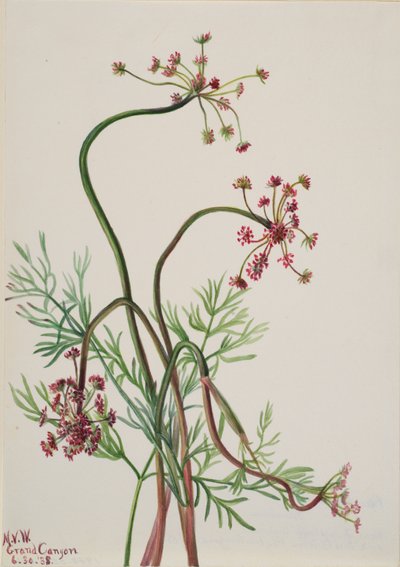 Pseudocymopterus montanus、1938年。 作： Mary Vaux Walcott