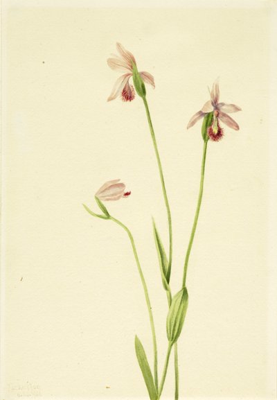 Rose Pogonia Pogonia ophioglossoides, 1906. 作： Mary Vaux Walcott