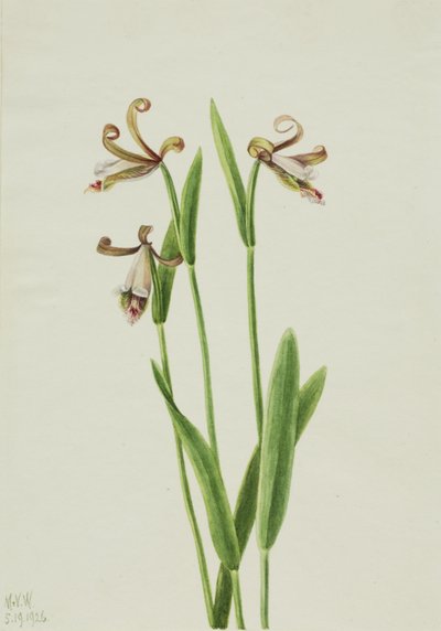 ローズバッドオーキッド Pogonia divaricata, 1926. 作： Mary Vaux Walcott