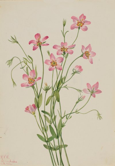 Saltmarsh Rosegentian Sabbatia stellaris, 1926. 作： Mary Vaux Walcott