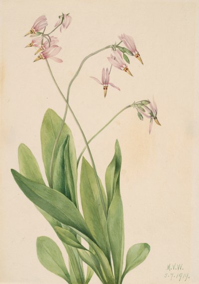 流れ星 Dodecatheon meadia, 1919. 作： Mary Vaux Walcott