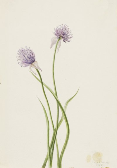 シベリアンオニオン Allium sibericum、1903年。 作： Mary Vaux Walcott