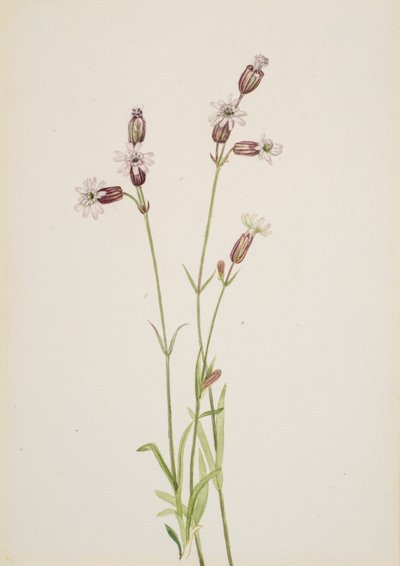 Silene multicaulis, 1900-1920年頃。 作： Mary Vaux Walcott