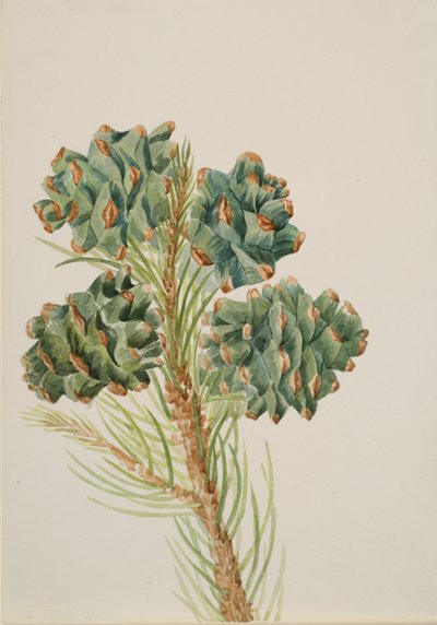 シングルリーフパイン Pinus monophylla、カリフォルニア州。 1930年代。 作： Mary Vaux Walcott