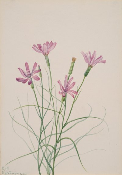 骸骨雑草 Lygodesmia grandiflora、1931 年。 作： Mary Vaux Walcott