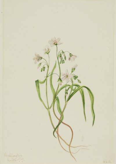 バージニア・スプリングビューティ Claytonia virginica, 1919. 作： Mary Vaux Walcott